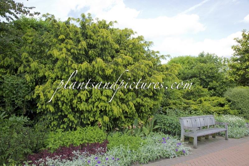 Taxus baccata ‘Dovastonii Aurea’
