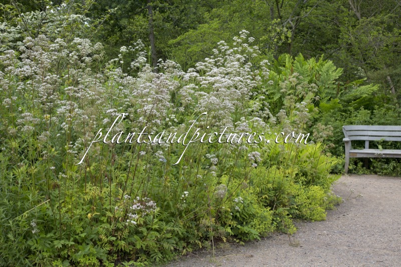 Lythrum alatum