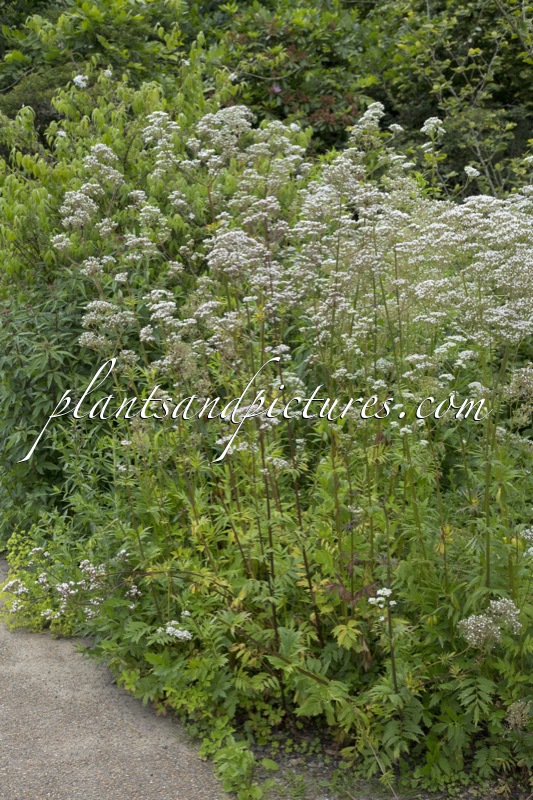 Lythrum alatum