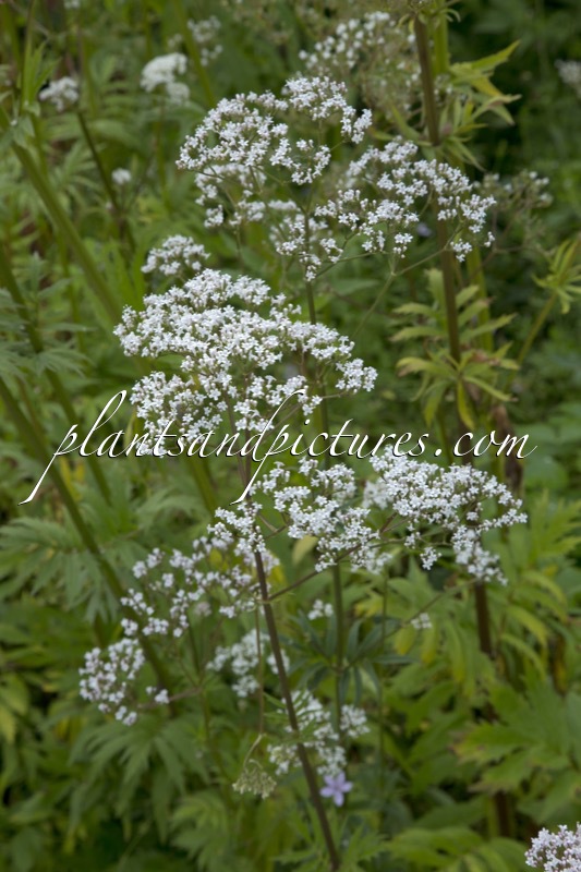 Lythrum alatum