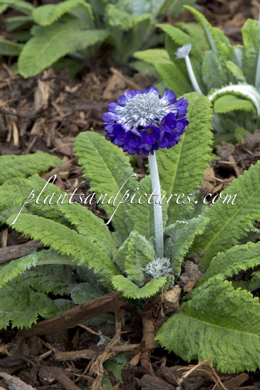 Primula capitata