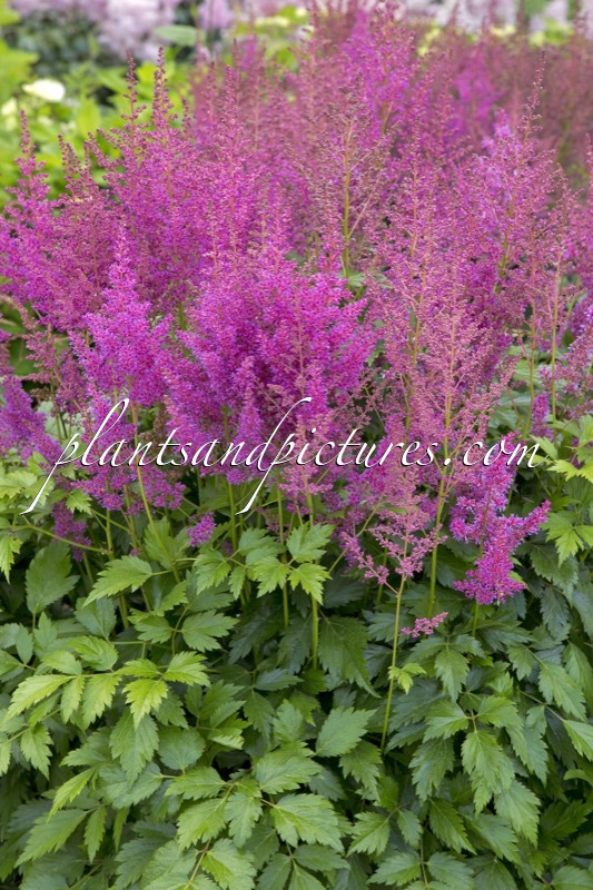 Astilbe ‘Mainz’