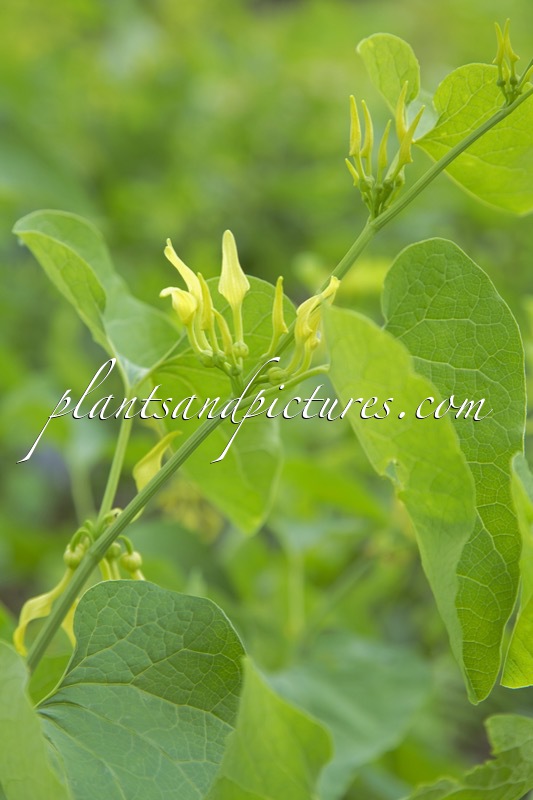 Aristolochia clematitis