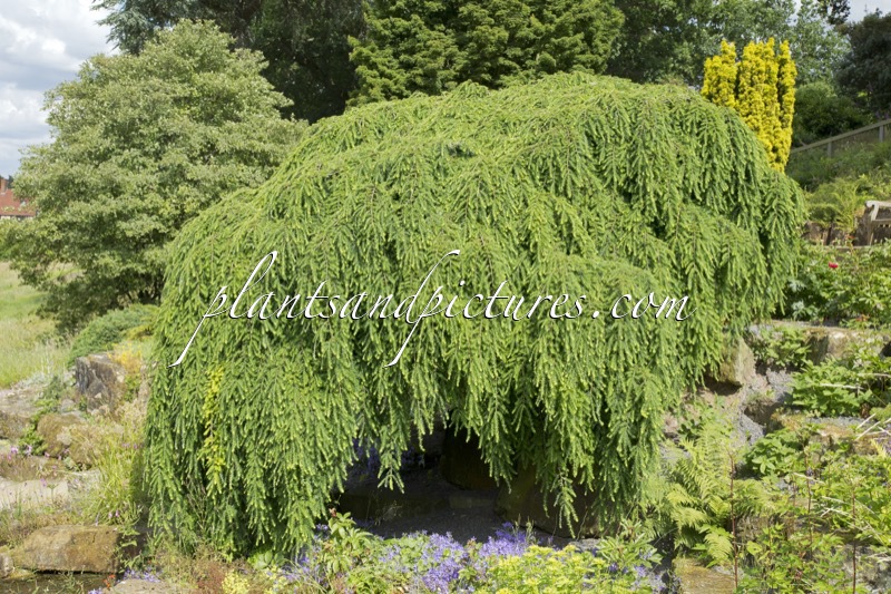 Tsuga canadensis ‘Pendula’