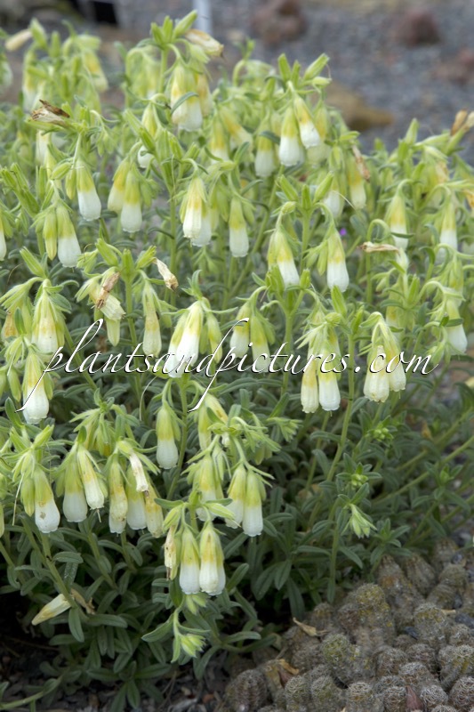 Onosma nana