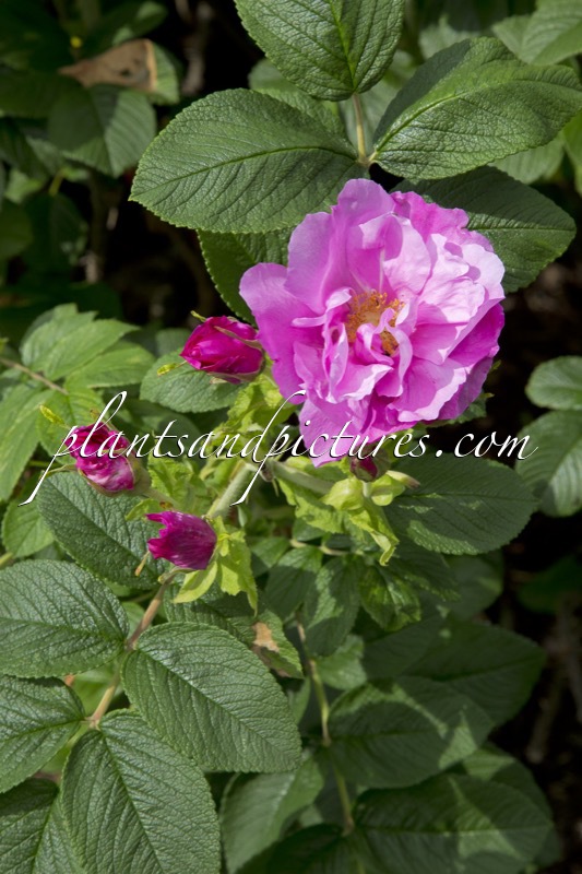 Rosa ‘Uhlater’ (PIERETTE PAVEMENT)