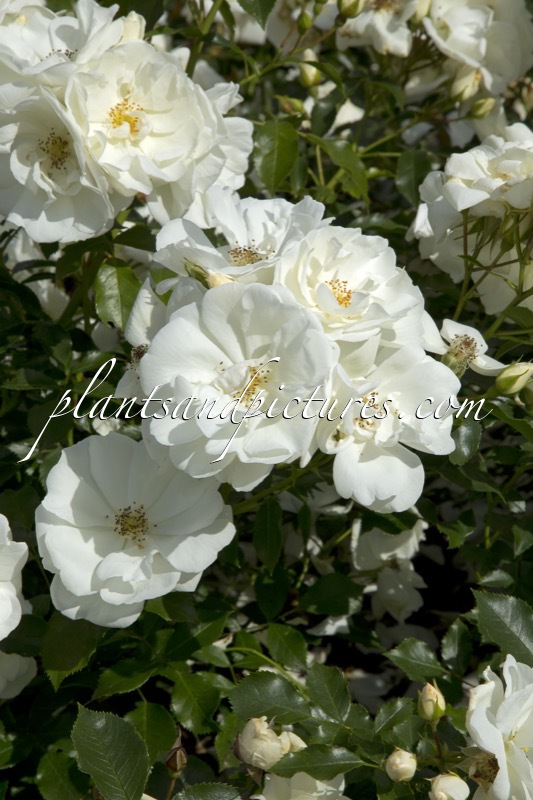 Rosa ‘Noaschnee’ (SCHNEEFLOCKE)