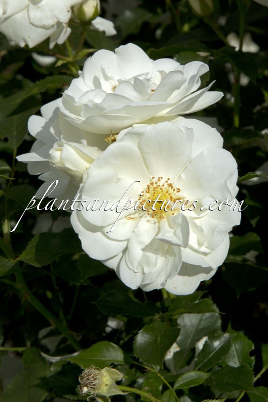 Rosa ‘Noaschnee’ (SCHNEEFLOCKE)