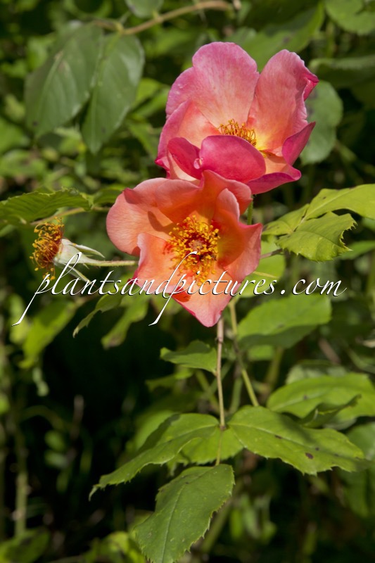 Rosa ‘Ausfire’ (MORNING MIST)