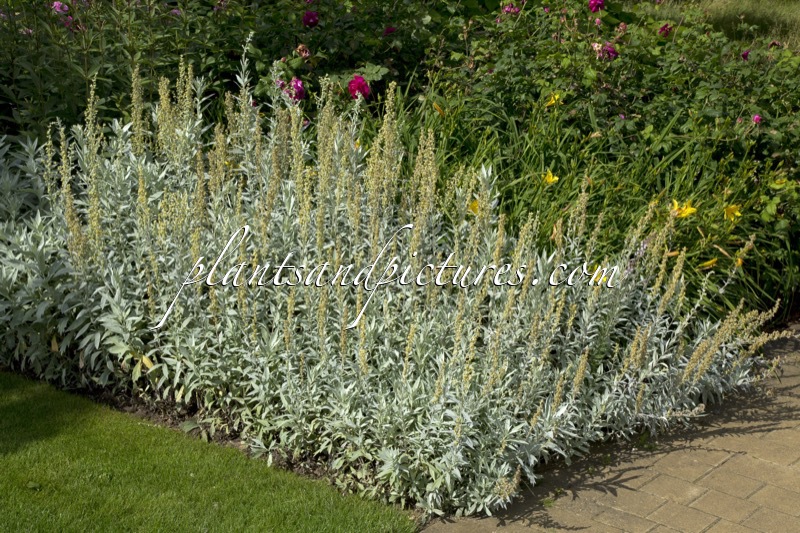 Artemisia ludoviciana ‘Valerie Finnis’