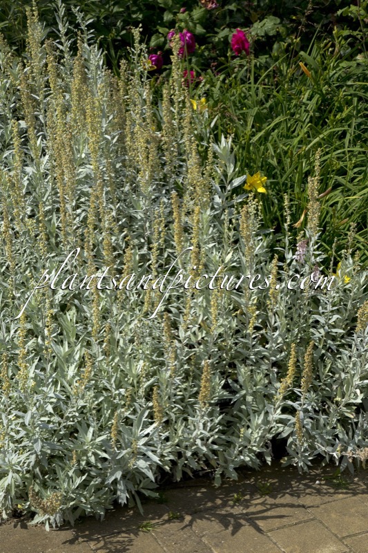 Artemisia ludoviciana ‘Valerie Finnis’