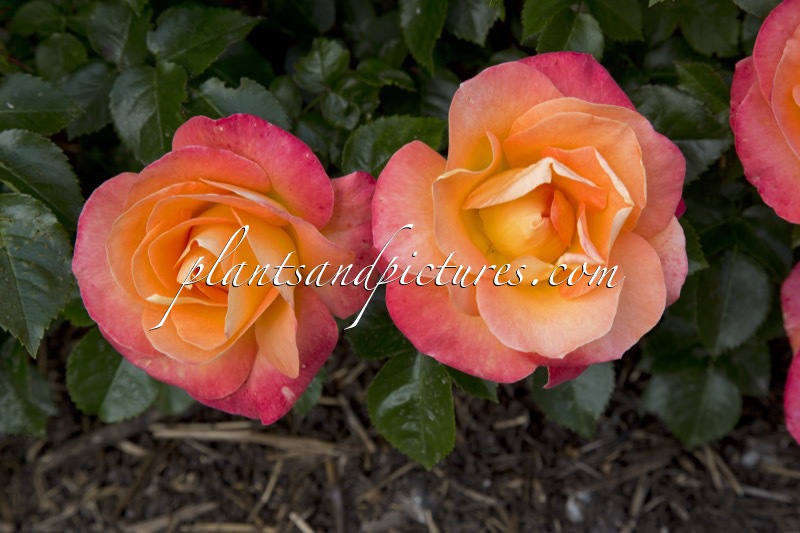 Rosa ‘Frymojo’ (JAM & JERUSALEM)