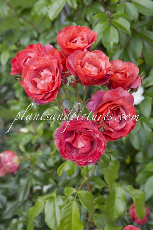 Rosa ‘Wekpaltez’ (HOT CHOCOLATE)