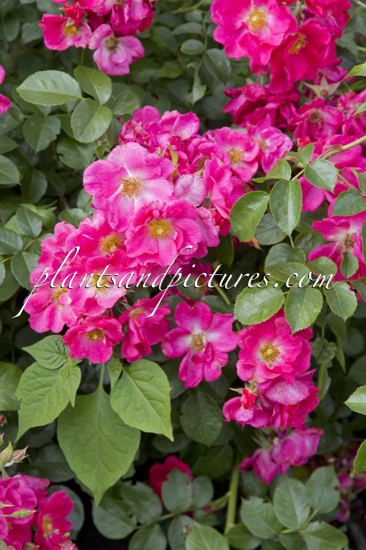 Rosa ‘Jactoose’ (WILD THING)