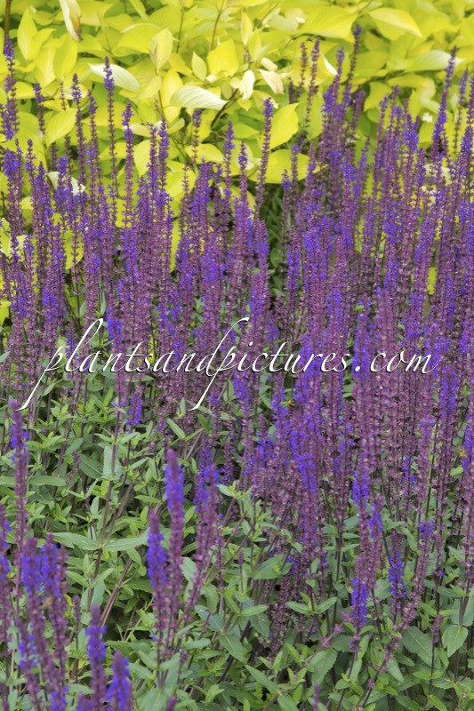 Salvia nemorosa ‘Caradonna’