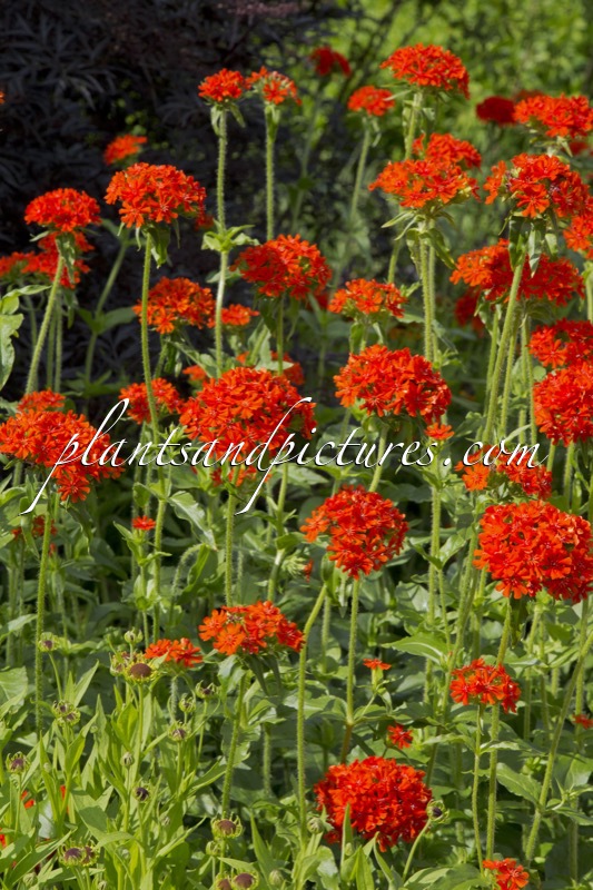 Lychnis chalcedonica
