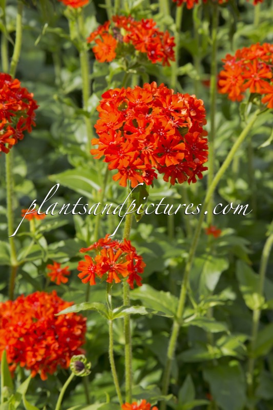 Lychnis chalcedonica