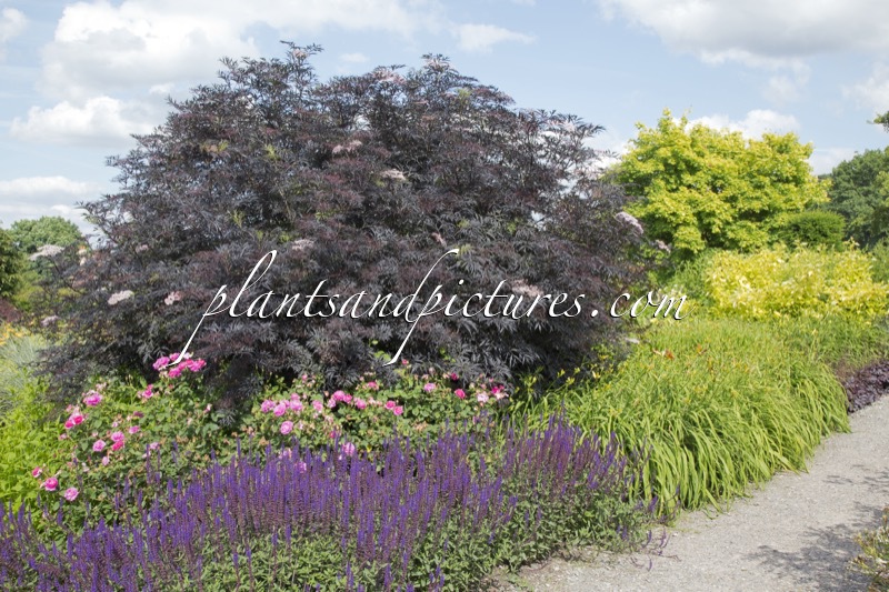 Sambucus nigra ‘Eva’ (BLACK LACE)