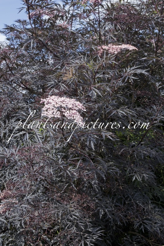 Sambucus nigra ‘Eva’ (BLACK LACE)