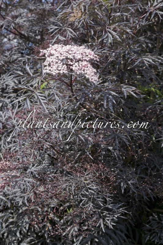 Sambucus nigra ‘Eva’ (BLACK LACE)