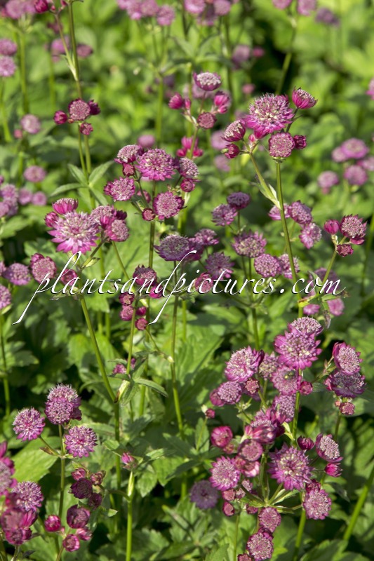 Astrantia major ‘Rubra’