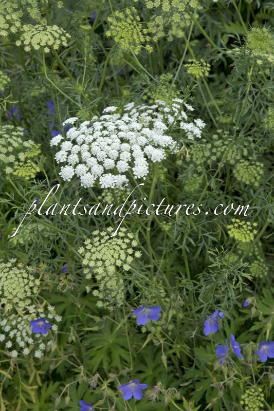 Ammi majus ‘Graceland’