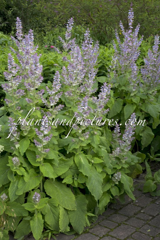 Salvia sclarea var. turkestanica