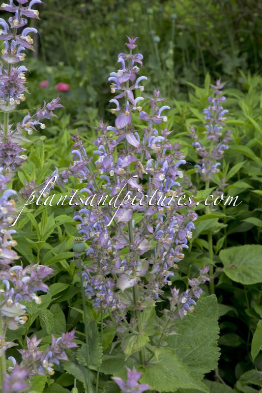 Salvia sclarea var. turkestanica