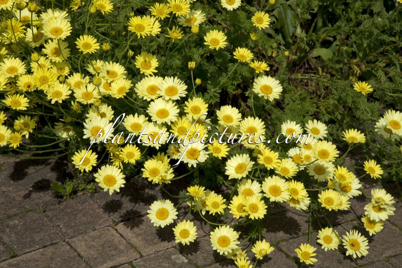 Anthemis hybrida ‘E.C. Buxton’