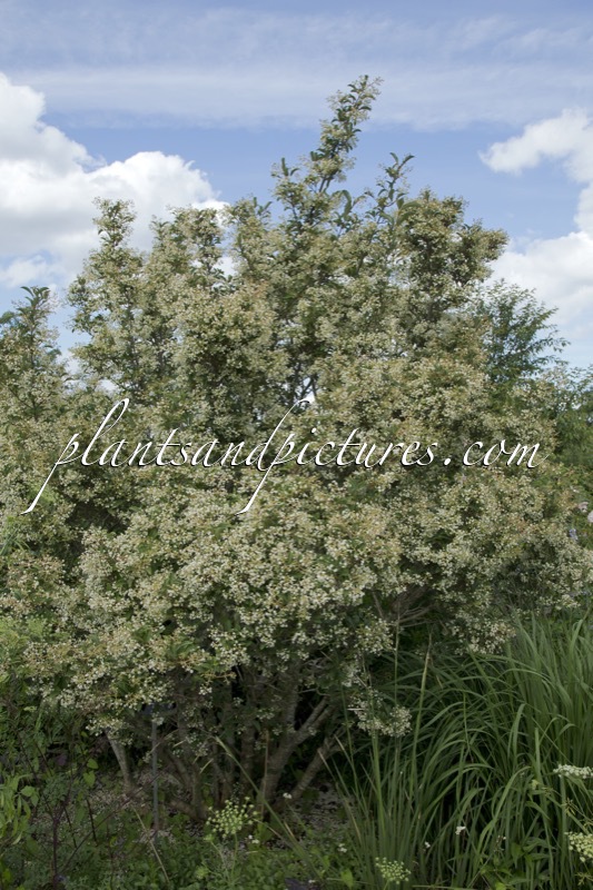 Viburnum hillieri ‘Winton’