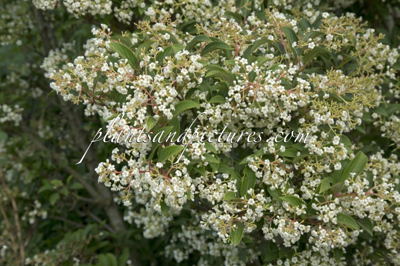 Viburnum hillieri ‘Winton’