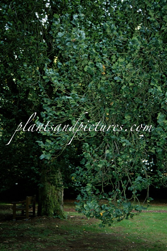 Ulmus glabra ‘Exoniensis’