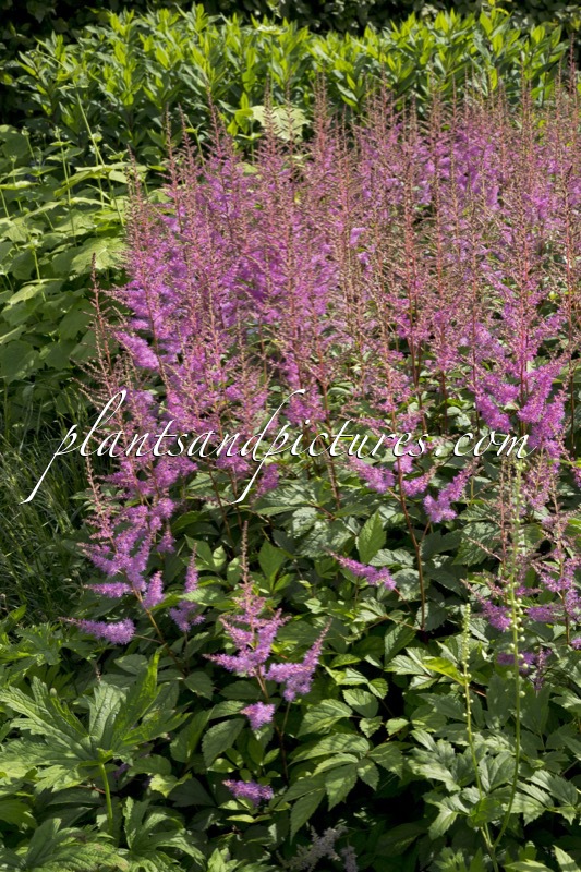 Astilbe ‘Amethyst’