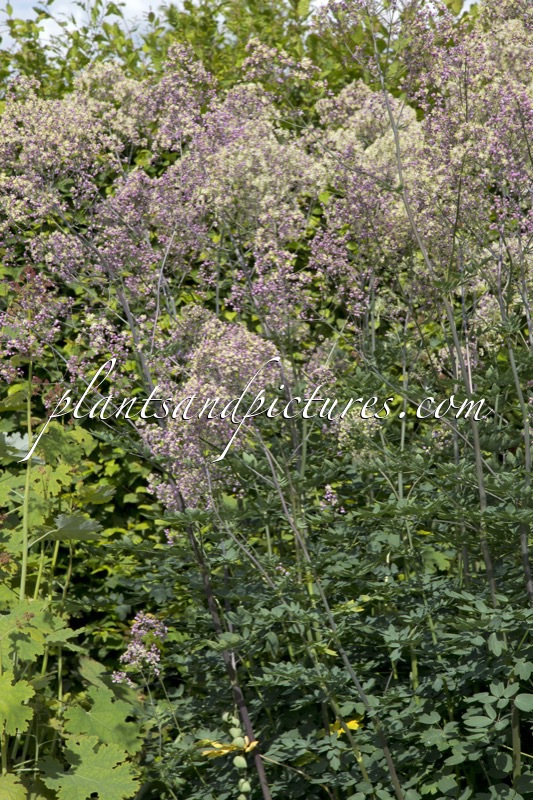 Thalictrum ‘Elin’