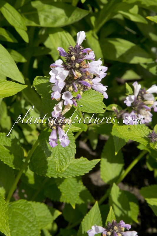 Nepeta subsessilis ‘Sweet Dreams’