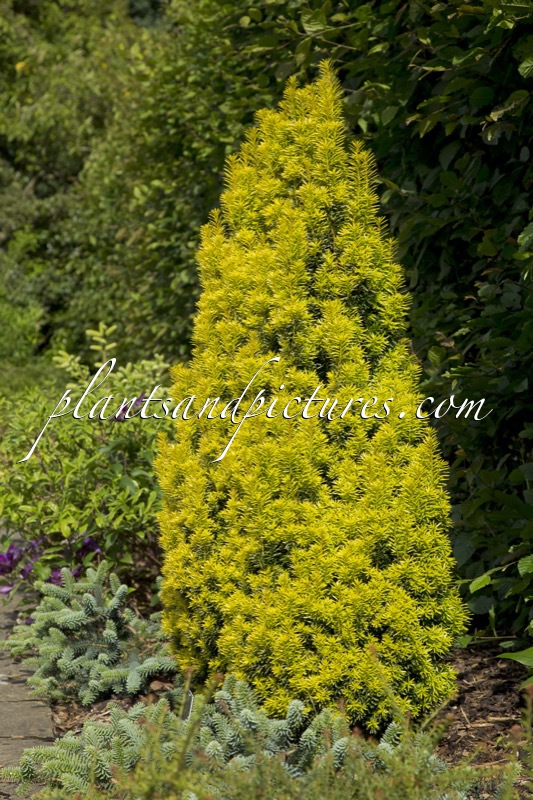 Taxus baccata ‘Icicle’