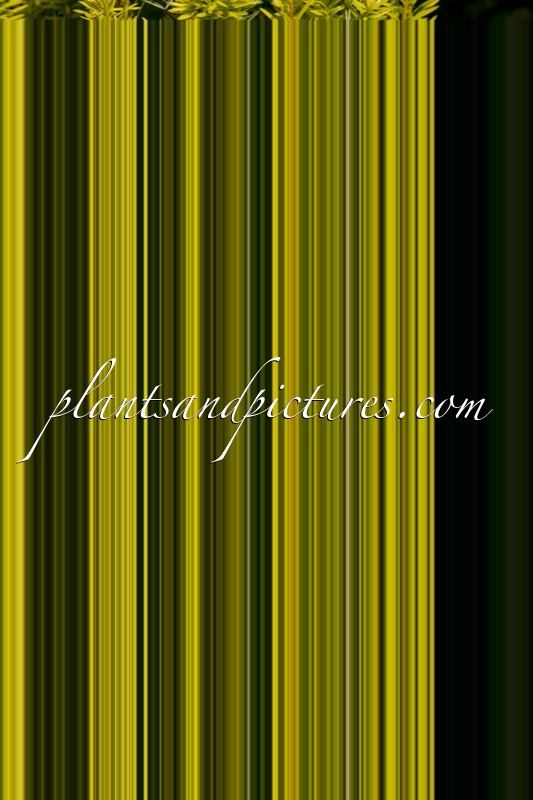 Taxus baccata ‘Icicle’