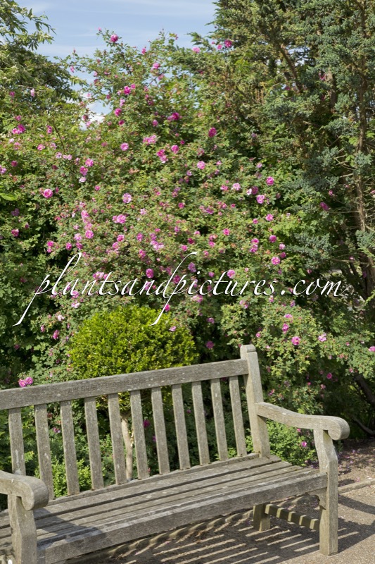 Rosa nutkana ‘Plena’