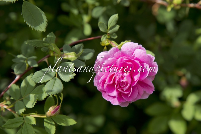 Rosa nutkana ‘Plena’