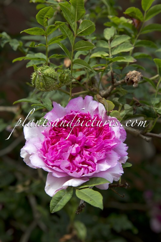 Rosa roxburghii f. roxburgii