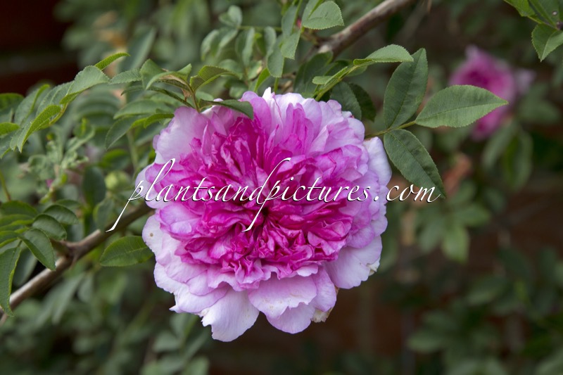 Rosa roxburghii f. roxburgii