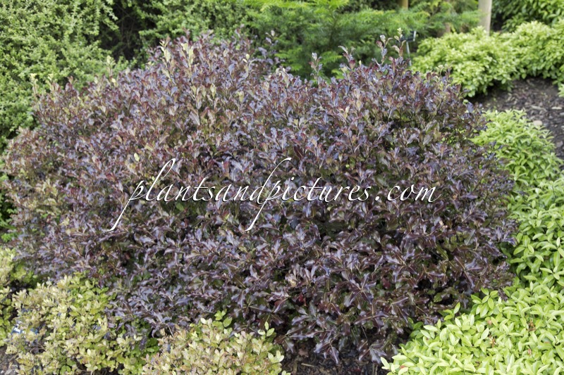 Pittosporum tenuifolium ‘Tom Thumb’