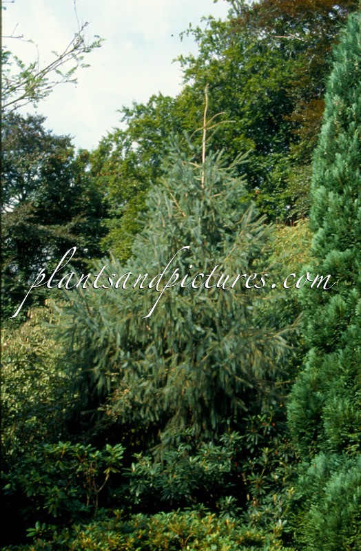 Picea smithiana