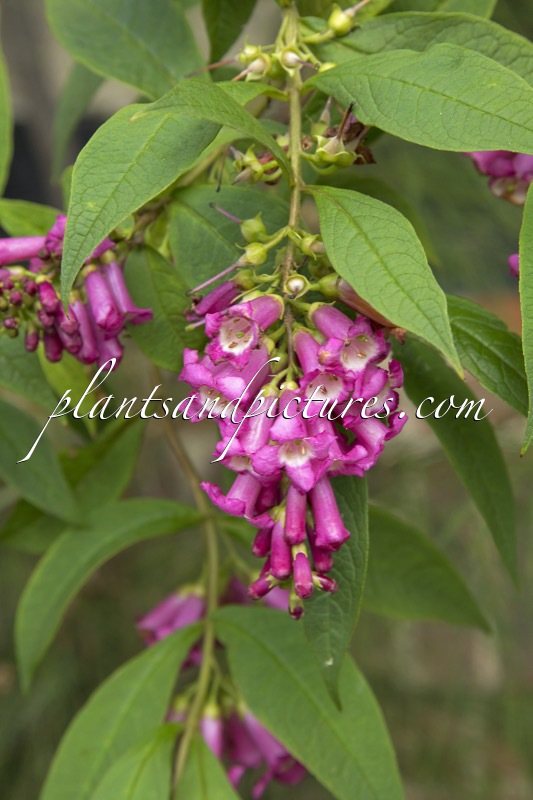 Buddleja colvilei