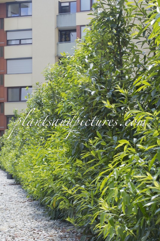 Prunus laurocerasus ‘Bokraschalk’ (GREEN DISCOVERY)