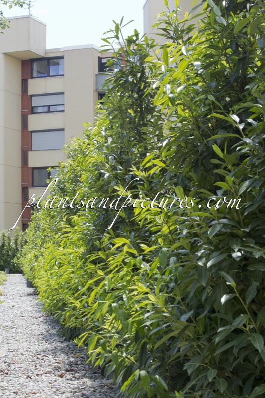 Prunus laurocerasus ‘Bokraschalk’ (GREEN DISCOVERY)