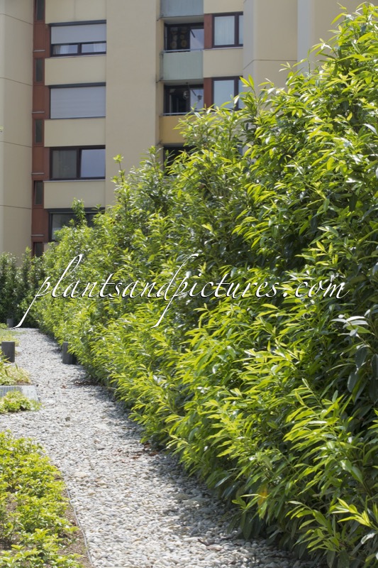 Prunus laurocerasus ‘Bokraschalk’ (GREEN DISCOVERY)