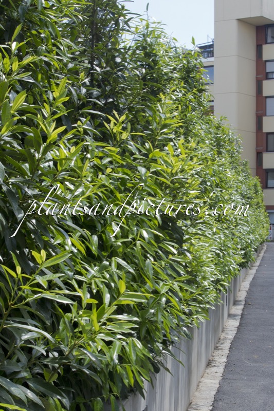 Prunus laurocerasus ‘Bokraschalk’ (GREEN DISCOVERY)