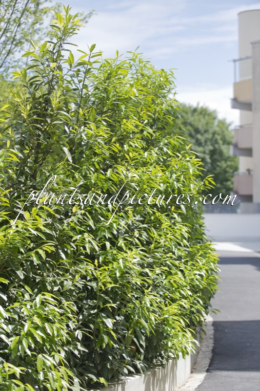 Prunus laurocerasus ‘Bokraschalk’ (GREEN DISCOVERY)