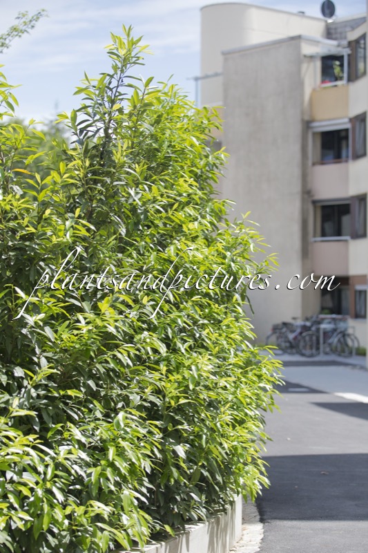 Prunus laurocerasus ‘Bokraschalk’ (GREEN DISCOVERY)